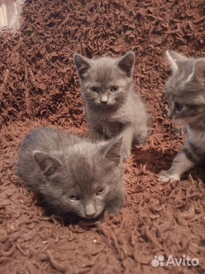 Кошка в дар бесплатно