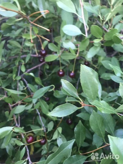 Саженцы вишни