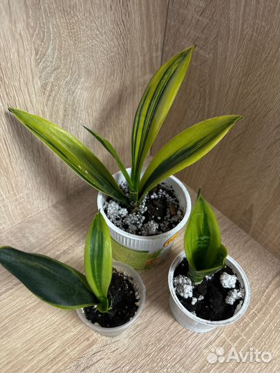 Сансевиерия