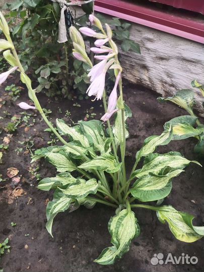 Хосты сортовые