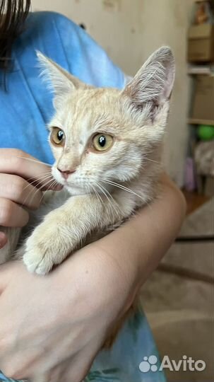 Кошечка в добрые руки