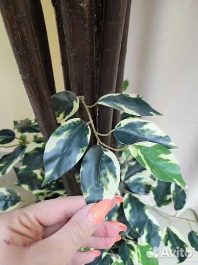 Манго 180см Деревья искусственные домой в кафе