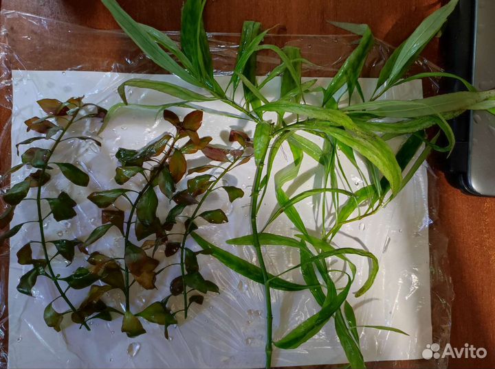 Аквариумные рыбки, растения