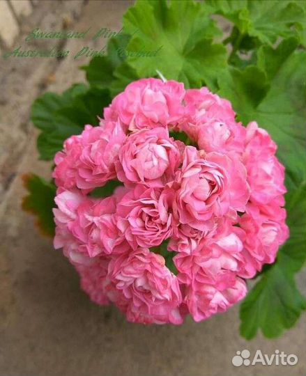 Пеларгония Passat