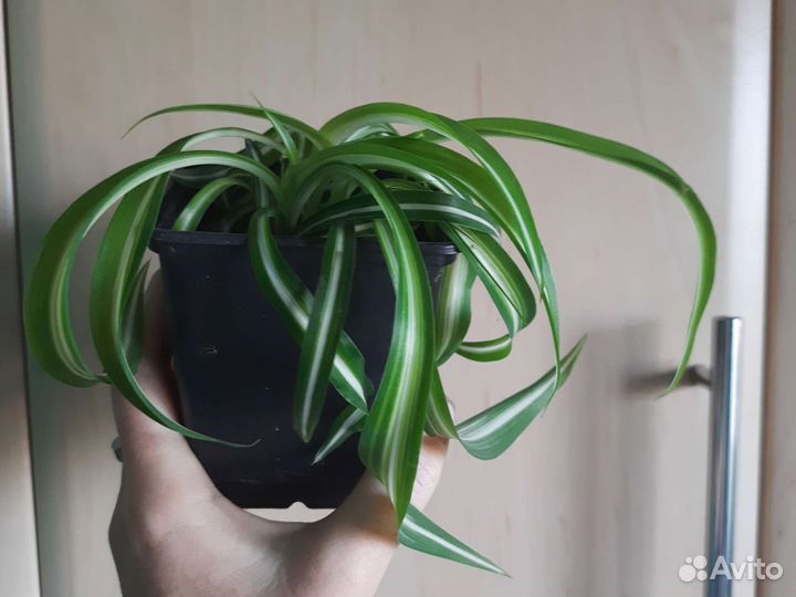 Хлорофитум кудрявый и обычный, толстянка