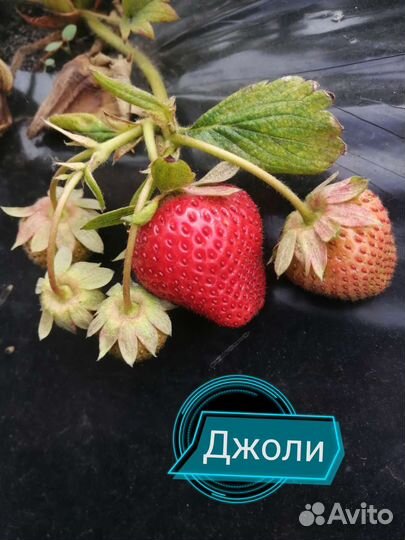 Рассада клубники