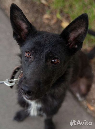 Немецкая чёрная овчарка, метис в добрые руки