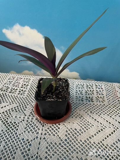 Традисканция Рео