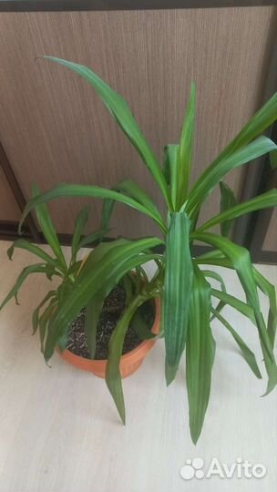 Комнатные цветы юкка