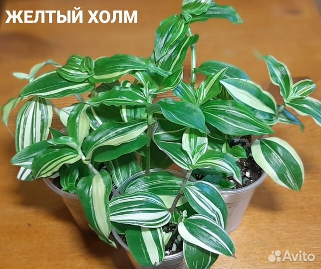 Традесканции сортовые 1