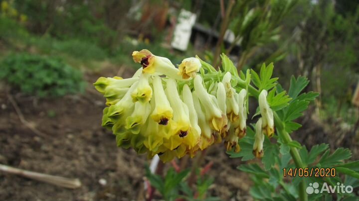 Хохлатка благородная