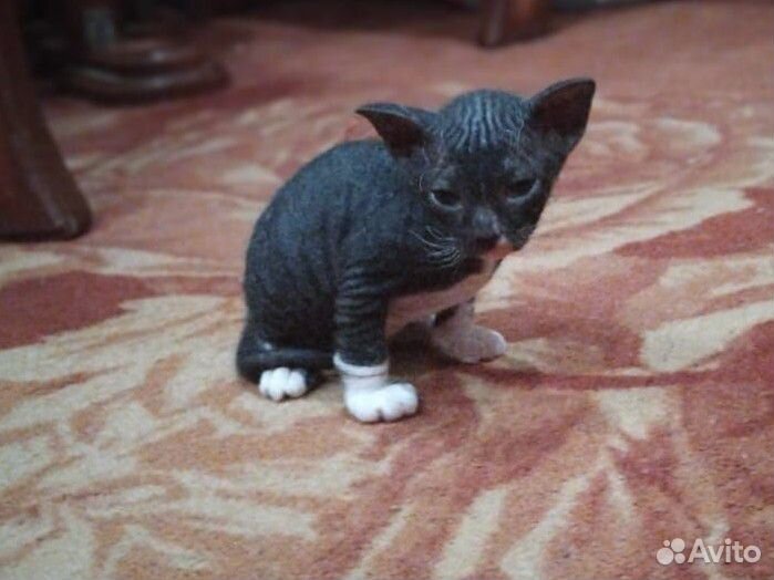 Котята. Донской сфинкс (Браш)