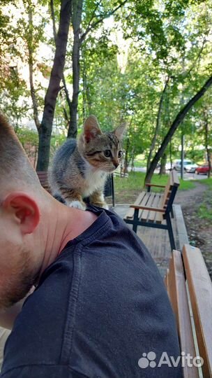 Котёнок кошка