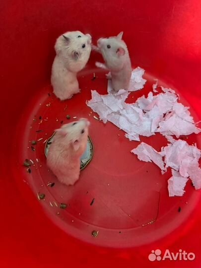 Сирийский хомяк