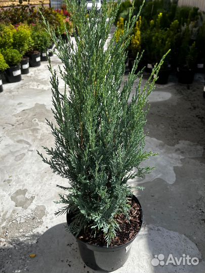 Скальные можжевельники