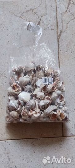 Морские ракушки