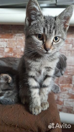 Кошка в дар,мама британка