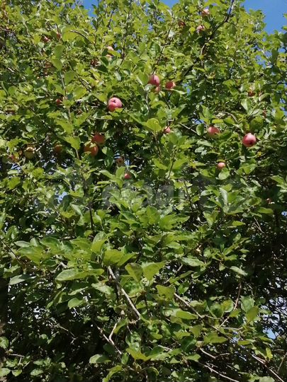 Участок 4,3 га (СНТ, ДНП)