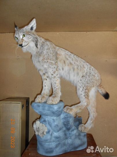 Чучело лисы