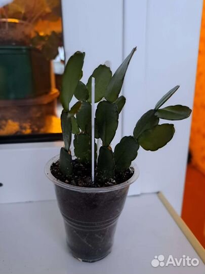 Рипсалидопсис