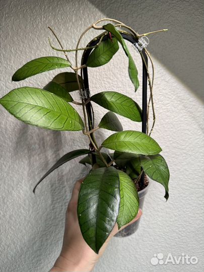 Хойя борнео гунунг гадинг