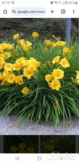 Цветы садовые