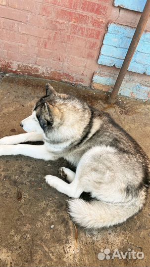 Хаски кобель вязка