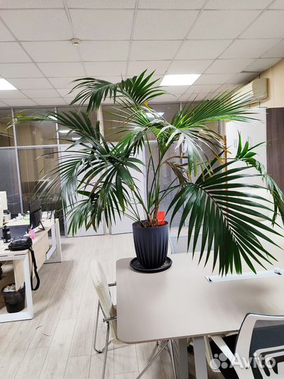 Пальма ховея фостера