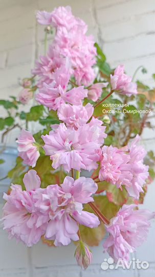 Пеларгония герань