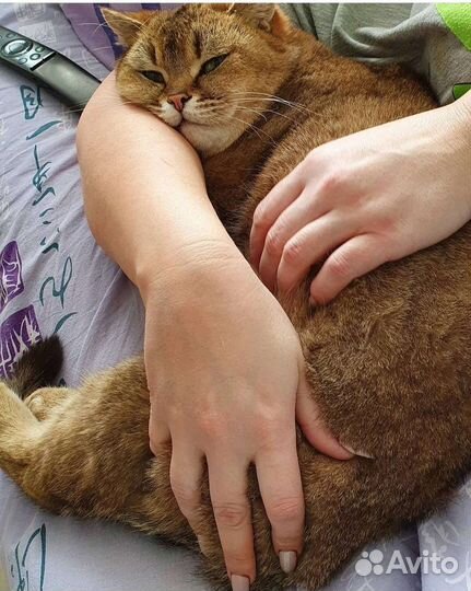 Шотландский кот. Бесплатно