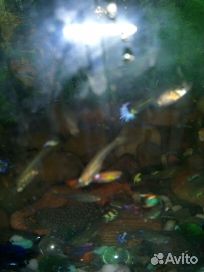 Продам гуппи