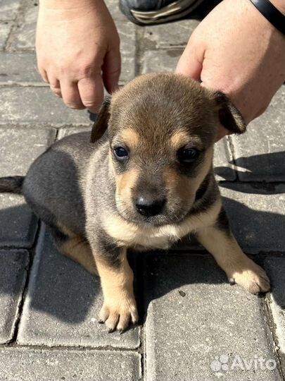 Щенки дворняжки бесплатно