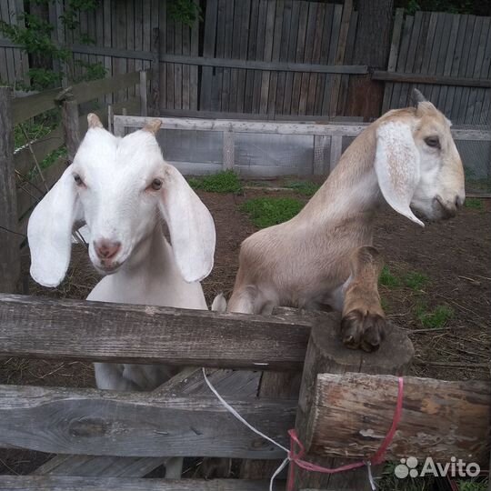Продам отличных коз