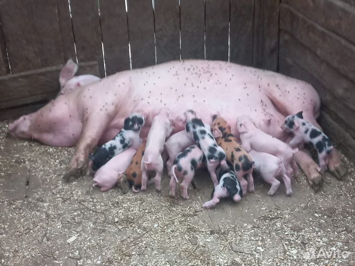 Продажа Свиней