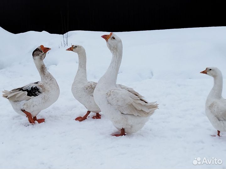 Инкубационные яйцо гусей, индоуток