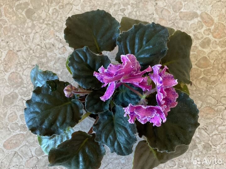 Фиалка с огромным цветами