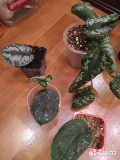 Сциндапсус пиктус треби