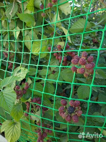 Ежевика, ежемалина