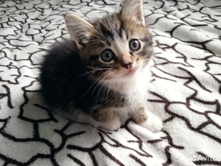 Котенок мальчик бесплатно. Возраст 1 месяц