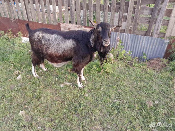 Коза дойная молочная нубийские-альпийские
