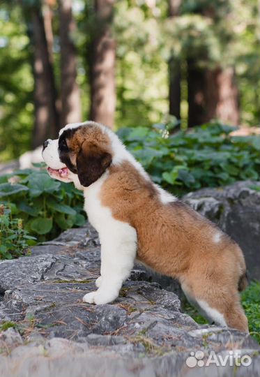 Щенки сенбернара