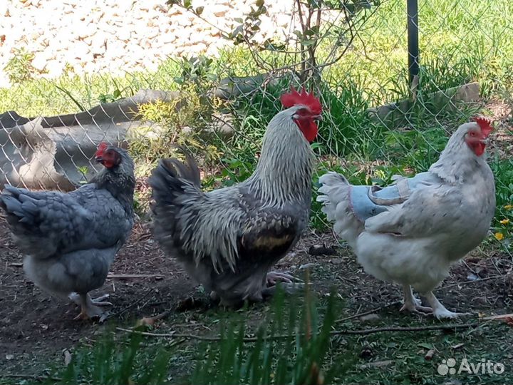 Цветное инкубационное яйцо