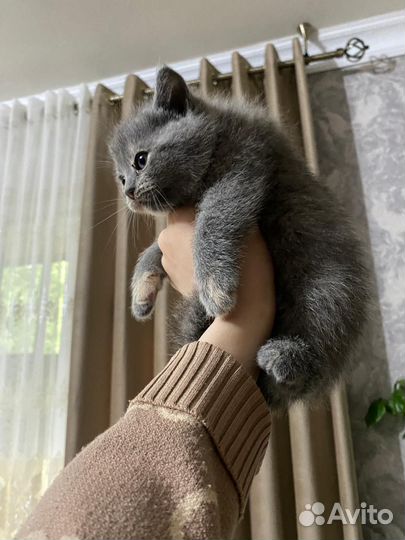 Русская голубая