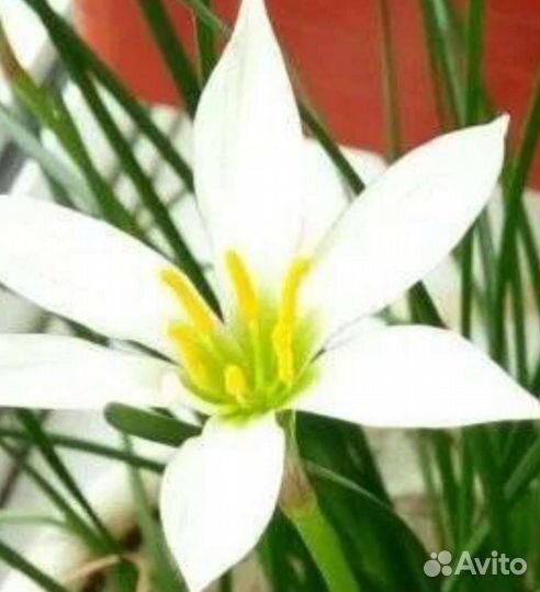 Зефирантес розовый и белый. Шпрекелия