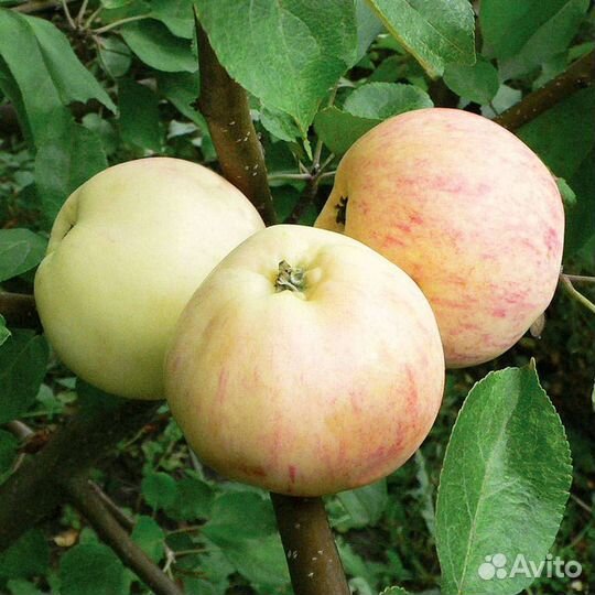 Саженцы Малина, яблони, смородина, жимолость и др