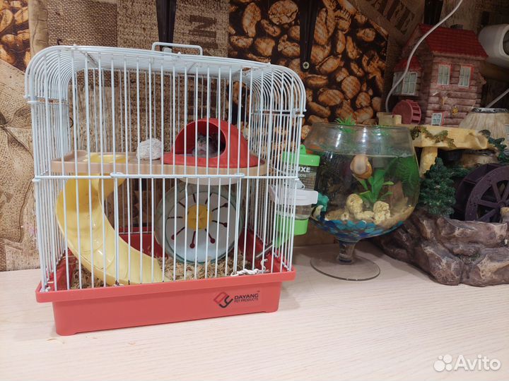 Джунгарский хомяк