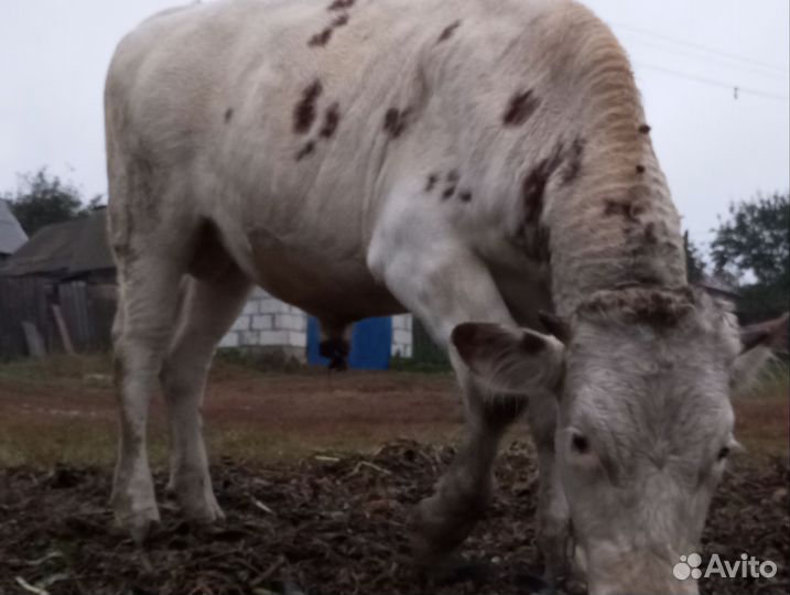 Продам быка на мясо