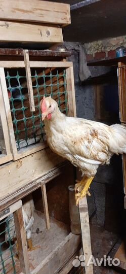 Продам петуха