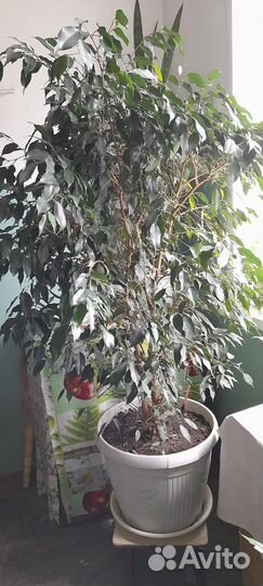 Фикус Бенджамина