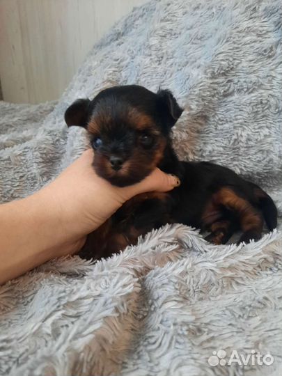 Йоркширский терьер мини